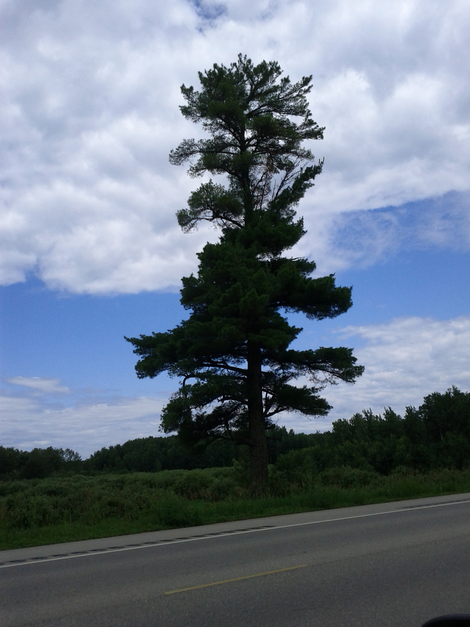 pinetree1
